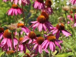 Scheinsonnenhut 'Mistral'® -Angebote Blumen Takt Store scheinsonnenhut mistral m062092 w 6