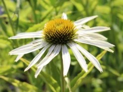 Scheinsonnenhut 'PowWow White' -Angebote Blumen Takt Store scheinsonnenhut powwow white m058435 w 0