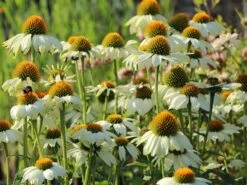 Scheinsonnenhut 'PowWow White' -Angebote Blumen Takt Store scheinsonnenhut powwow white m058435 w 2