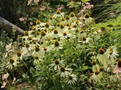 Scheinsonnenhut 'PowWow White' -Angebote Blumen Takt Store scheinsonnenhut powwow white m058435 w 3