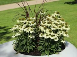 Scheinsonnenhut 'PowWow White' -Angebote Blumen Takt Store scheinsonnenhut powwow white m058435 w 4