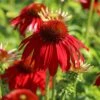 Scheinsonnenhut 'Salsa Red' ® -Angebote Blumen Takt Store scheinsonnenhut salsa red m062099 h 0
