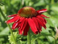 Scheinsonnenhut 'Salsa Red' ® -Angebote Blumen Takt Store scheinsonnenhut salsa red m062099 w 1