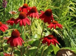 Scheinsonnenhut 'Salsa Red' ® -Angebote Blumen Takt Store scheinsonnenhut salsa red m062099 w 2