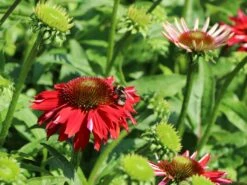 Scheinsonnenhut 'Salsa Red' ® -Angebote Blumen Takt Store scheinsonnenhut salsa red m062099 w 3