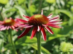 Scheinsonnenhut 'Salsa Red' ® -Angebote Blumen Takt Store scheinsonnenhut salsa red m062099 w 4