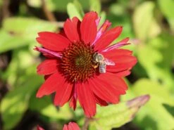 Scheinsonnenhut 'Salsa Red' ® -Angebote Blumen Takt Store scheinsonnenhut salsa red m062099 w 5