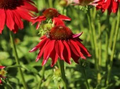 Scheinsonnenhut 'Salsa Red' ® -Angebote Blumen Takt Store scheinsonnenhut salsa red m062099 w 7