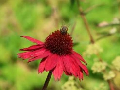 Scheinsonnenhut 'Salsa Red' ® -Angebote Blumen Takt Store scheinsonnenhut salsa red m062099 w 8