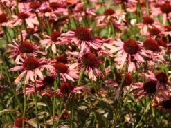 Scheinsonnenhut 'Sundown' ® -Angebote Blumen Takt Store scheinsonnenhut sundown m075680 w 1