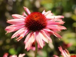 Scheinsonnenhut 'Sundown' ® -Angebote Blumen Takt Store scheinsonnenhut sundown m075680 w 2