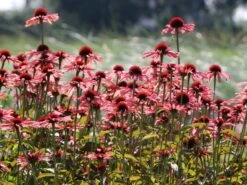 Scheinsonnenhut 'Sundown' ® -Angebote Blumen Takt Store scheinsonnenhut sundown m075680 w 3