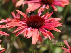 Scheinsonnenhut 'Sundown' ® -Angebote Blumen Takt Store scheinsonnenhut sundown m075680 w 4