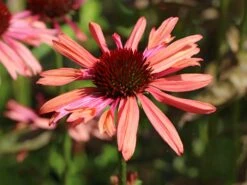 Scheinsonnenhut 'Sundown' ® -Angebote Blumen Takt Store scheinsonnenhut sundown m075680 w 6