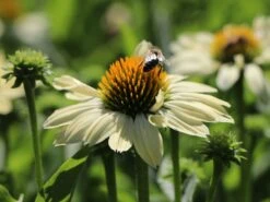 Scheinsonnenhut 'Sunrise' ®