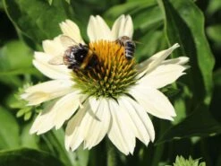 Scheinsonnenhut 'Sunrise' ® 15 Scheinsonnenhut 'Sunrise' ® -Angebote Blumen Takt Store scheinsonnenhut sunrise m058444 w 0