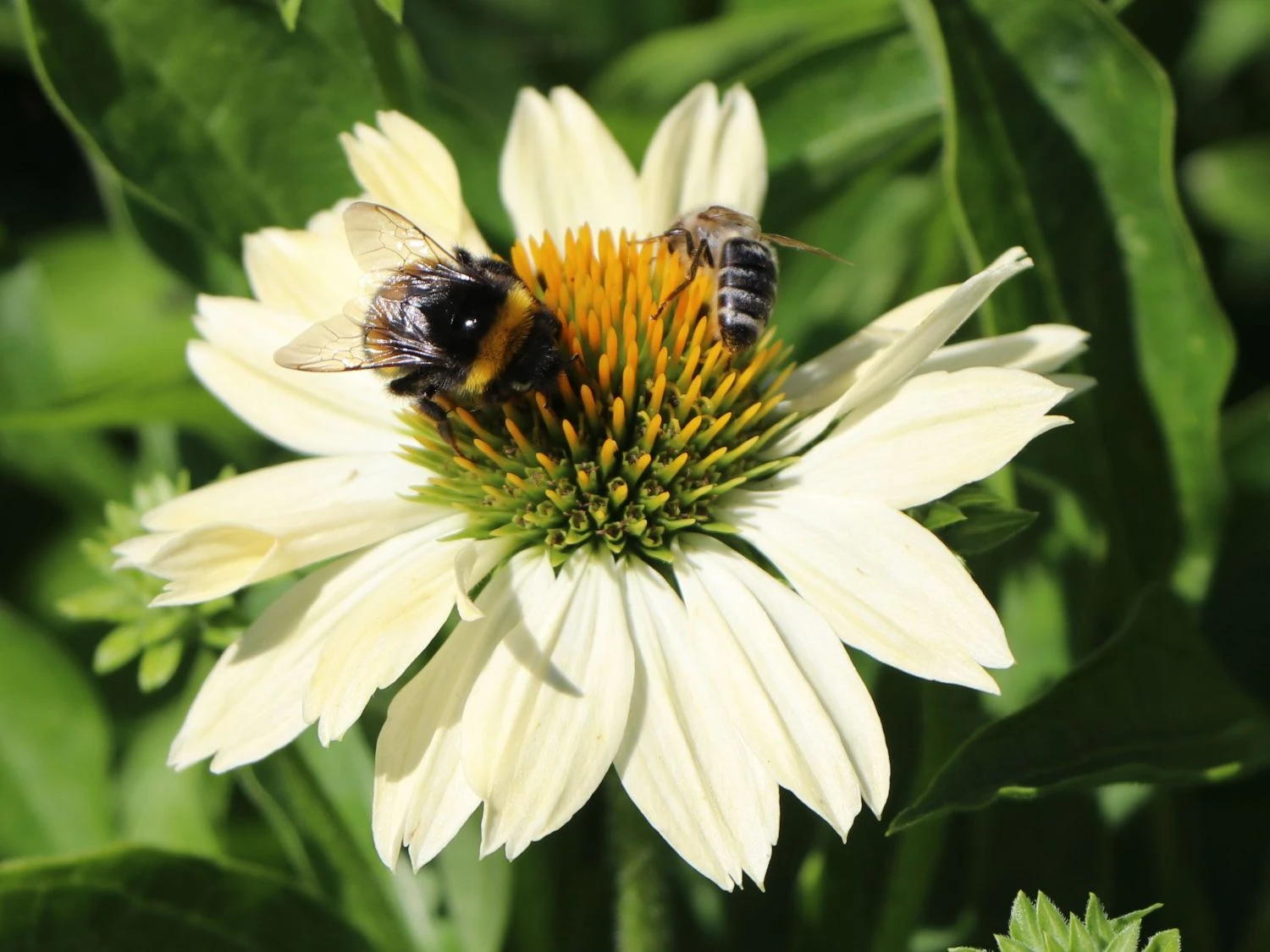 Scheinsonnenhut 'Sunrise' ® 6 Scheinsonnenhut 'Sunrise' ® – Bild 4