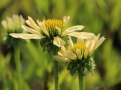 Scheinsonnenhut 'Sunrise' ® 14 Scheinsonnenhut 'Sunrise' ® -Angebote Blumen Takt Store scheinsonnenhut sunrise m058444 w 1