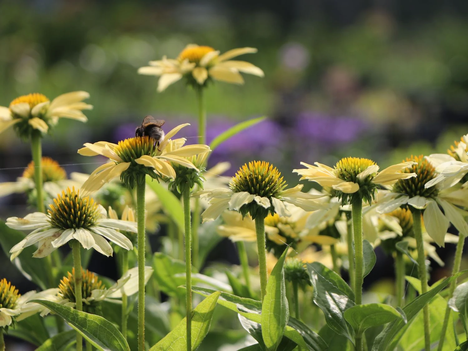 Scheinsonnenhut 'Sunrise' ® 4 Scheinsonnenhut 'Sunrise' ® – Bild 2