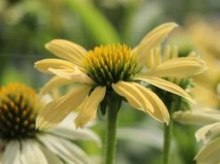 Scheinsonnenhut 'Sunrise' ® 20 Scheinsonnenhut 'Sunrise' ® -Angebote Blumen Takt Store scheinsonnenhut sunrise m058444 w 3