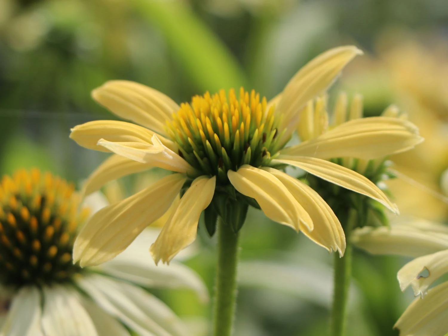 Scheinsonnenhut 'Sunrise' ® 11 Scheinsonnenhut 'Sunrise' ® – Bild 9