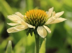 Scheinsonnenhut 'Sunrise' ® 17 Scheinsonnenhut 'Sunrise' ® -Angebote Blumen Takt Store scheinsonnenhut sunrise m058444 w 4