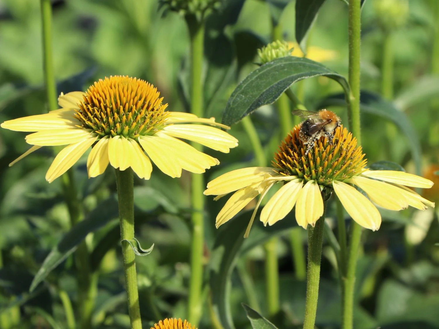 Scheinsonnenhut 'Sunrise' ® 9 Scheinsonnenhut 'Sunrise' ® – Bild 7