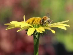 Scheinsonnenhut 'Sunrise' ® 19 Scheinsonnenhut 'Sunrise' ® -Angebote Blumen Takt Store scheinsonnenhut sunrise m058444 w 6