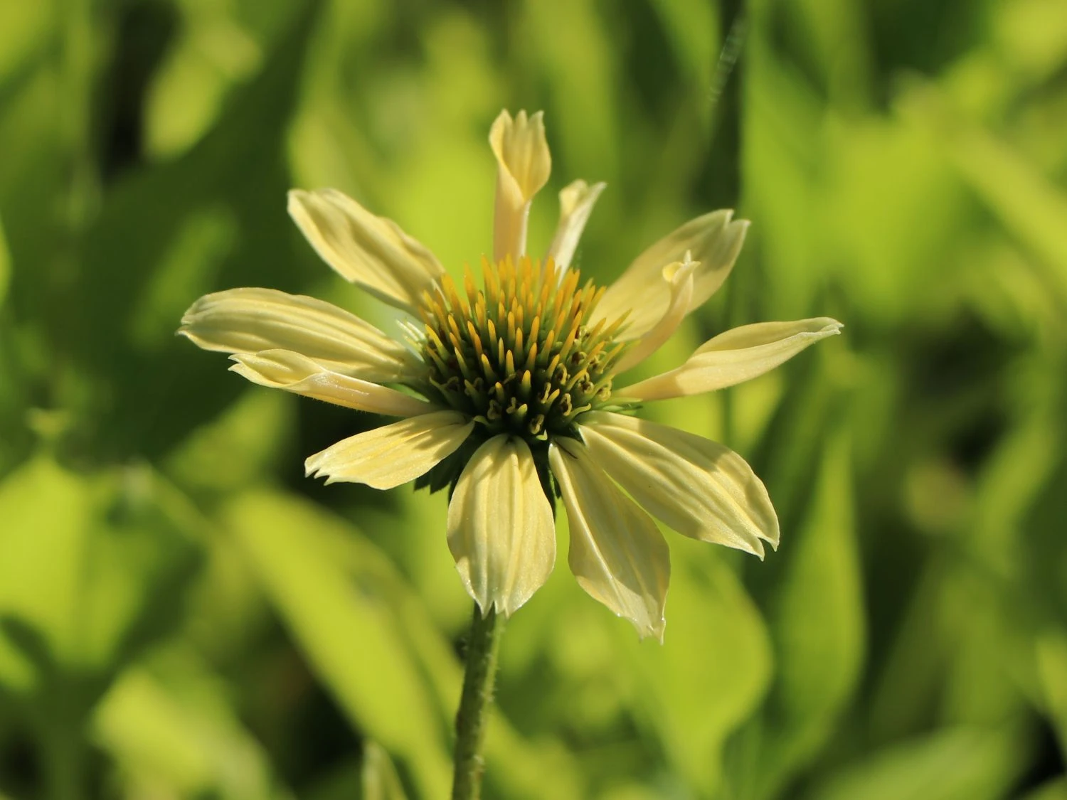 Scheinsonnenhut 'Sunrise' ® 7 Scheinsonnenhut 'Sunrise' ® – Bild 5