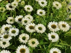 Scheinsonnenhut SunSeekers 'White Perfection'