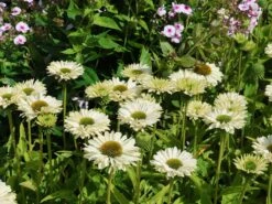 Scheinsonnenhut SunSeekers 'White Perfection' -Angebote Blumen Takt Store scheinsonnenhut sunseekers white perfection m124057 w 1