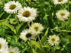 Scheinsonnenhut SunSeekers 'White Perfection' -Angebote Blumen Takt Store scheinsonnenhut sunseekers white perfection m124057 w 2