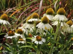 Scheinsonnenhut 'White Meditation' -Angebote Blumen Takt Store scheinsonnenhut white meditation m062105 w 0