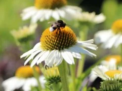 Scheinsonnenhut 'White Meditation' -Angebote Blumen Takt Store scheinsonnenhut white meditation m062105 w 1