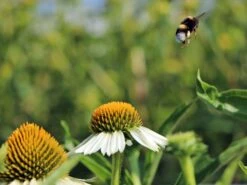 Scheinsonnenhut 'White Meditation' -Angebote Blumen Takt Store scheinsonnenhut white meditation m062105 w 10