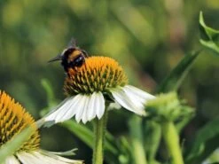 Scheinsonnenhut 'White Meditation' -Angebote Blumen Takt Store scheinsonnenhut white meditation m062105 w 2
