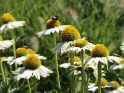 Scheinsonnenhut 'White Meditation' -Angebote Blumen Takt Store scheinsonnenhut white meditation m062105 w 3