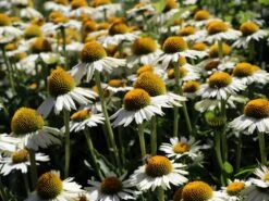 Scheinsonnenhut 'White Meditation' -Angebote Blumen Takt Store scheinsonnenhut white meditation m062105 w 4