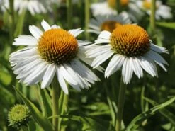 Scheinsonnenhut 'White Meditation' -Angebote Blumen Takt Store scheinsonnenhut white meditation m062105 w 5