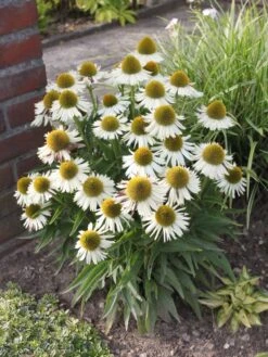 Scheinsonnenhut 'White Meditation' -Angebote Blumen Takt Store scheinsonnenhut white meditation m062105 w 6