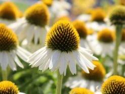 Scheinsonnenhut 'White Meditation' -Angebote Blumen Takt Store scheinsonnenhut white meditation m062105 w 7