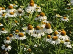 Scheinsonnenhut 'White Meditation' -Angebote Blumen Takt Store scheinsonnenhut white meditation m062105 w 9