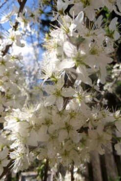 Schlehe / Schwarzdorn -Angebote Blumen Takt Store schlehe schwarzdorn m000052 552298 0