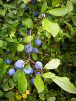 Schlehe / Schwarzdorn -Angebote Blumen Takt Store schlehe schwarzdorn m000052 655185 0