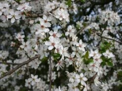 Schlehe / Schwarzdorn -Angebote Blumen Takt Store schlehe schwarzdorn m000052 w 0