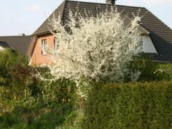 Schlehe / Schwarzdorn -Angebote Blumen Takt Store schlehe schwarzdorn m000052 w 2