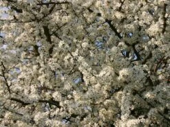 Schlehe / Schwarzdorn -Angebote Blumen Takt Store schlehe schwarzdorn m000052 w 4