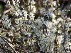 Schlehe / Schwarzdorn -Angebote Blumen Takt Store schlehe schwarzdorn m000052 w 5