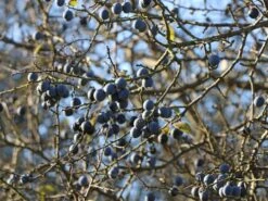 Schlehe / Schwarzdorn -Angebote Blumen Takt Store schlehe schwarzdorn m000052 w 7