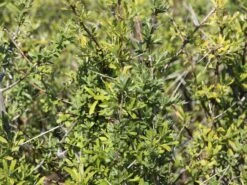 Schlehe / Schwarzdorn -Angebote Blumen Takt Store schlehe schwarzdorn m000052 w 8